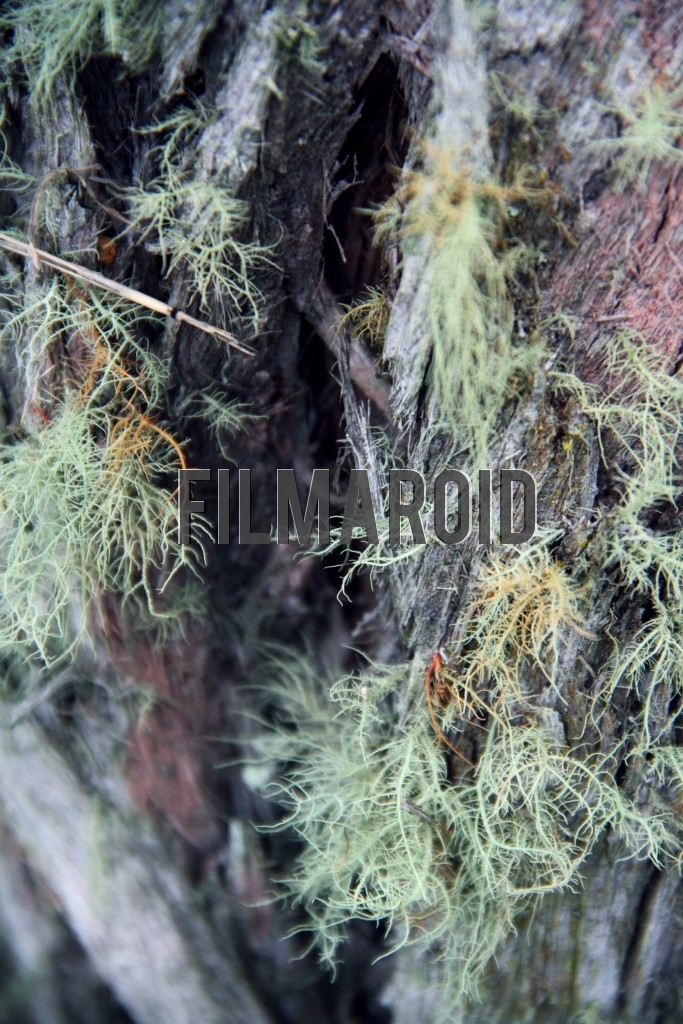 Texture view of pale green moss hairs growing from decaying and moist wood