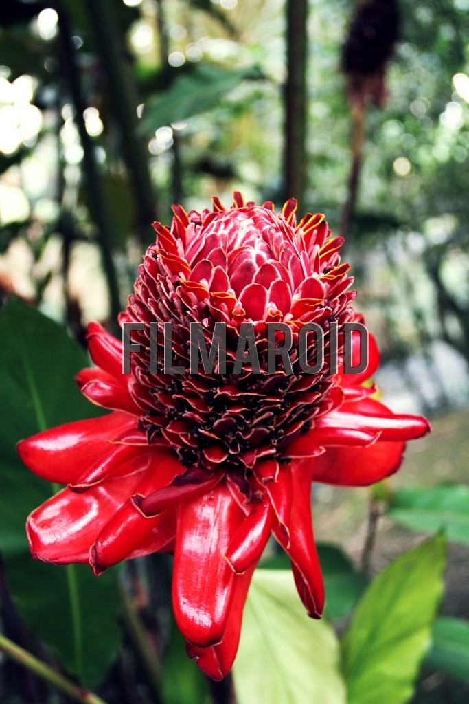 An exotic Colombian flower with large and small red petals