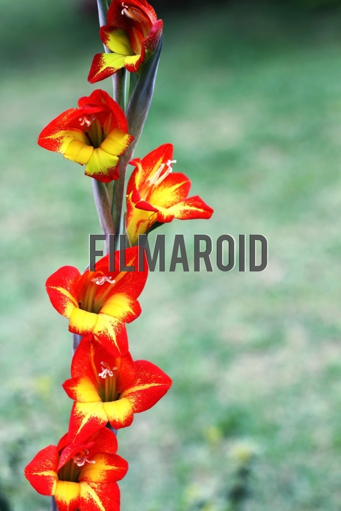 A group of bright red and yellow exotic flowers decorating stem and garden as background