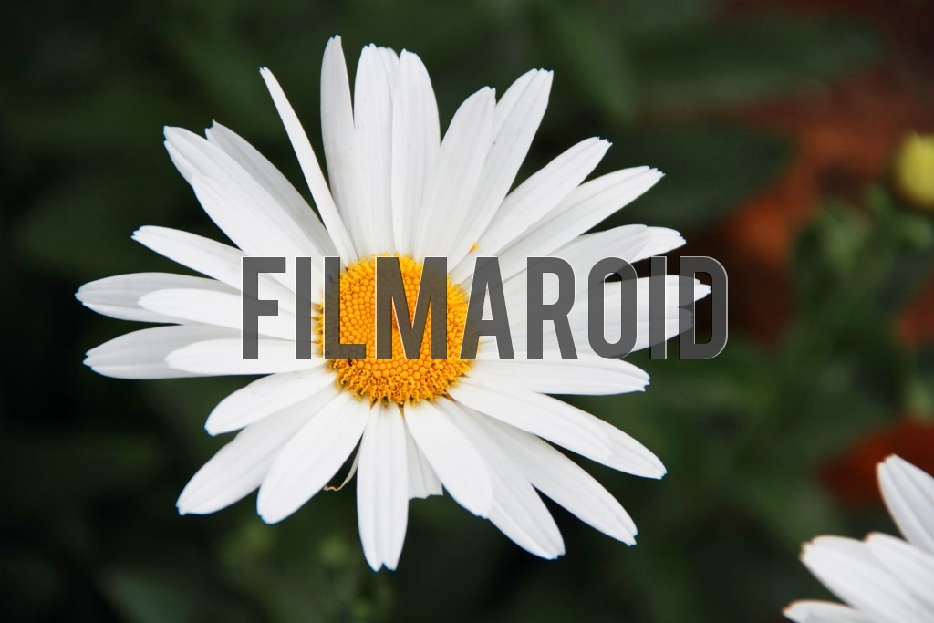 White daisy with yellow center against garden background