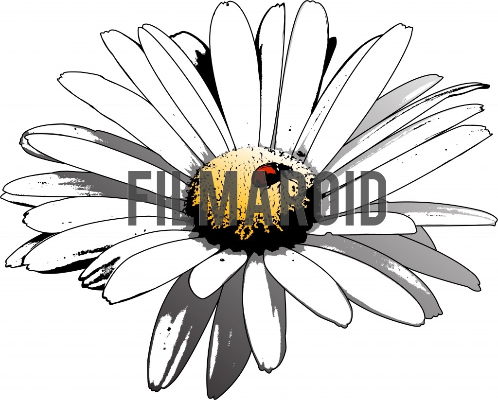 Beautiful isolated and realistic white blooming daisy flower with textures and shadows and a ladybug resting on the center in grunge style