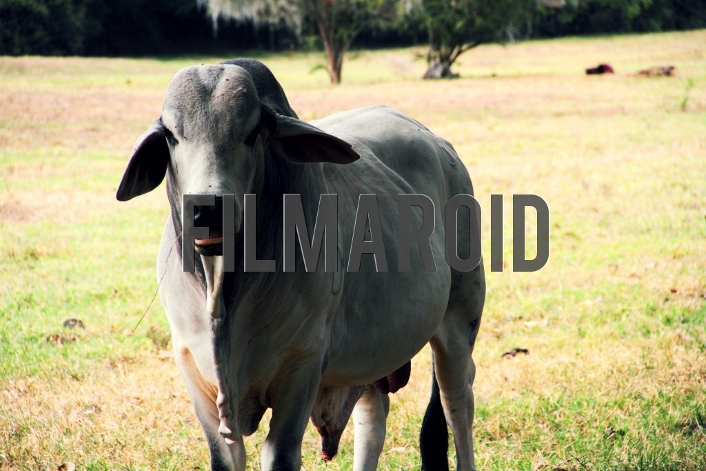 An adult Zebu cattle munching hay and relaxing in farm fields